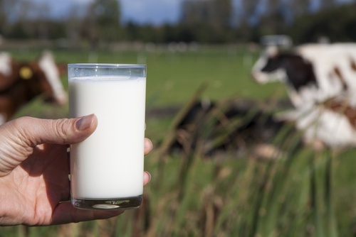 kuhmilch