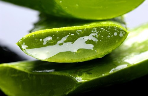 Eigenschaften der Aloe Vera
