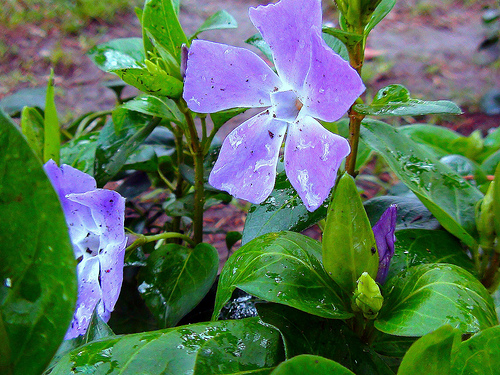 Bachblüten