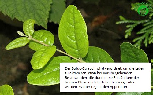 Der Boldo-Strauch und seine Vorteile