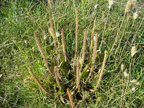 Breitwegerich-Wiese