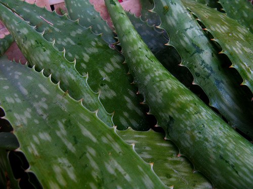 Aloe-Vera