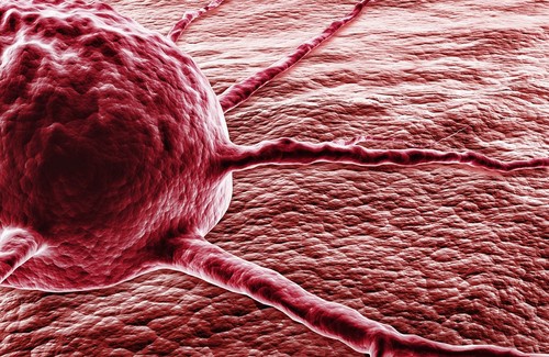 Capsaicin könnte bei der Vorbeugung von Krebs helfen