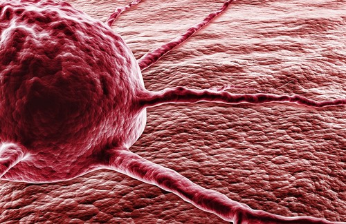 Capsaicin: Scharfe Chilis gegen Krebs Capsaicin: Scharfe Chilis gegen Krebs