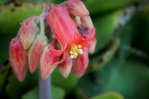 Kalanchoe