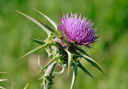 Mariendistel