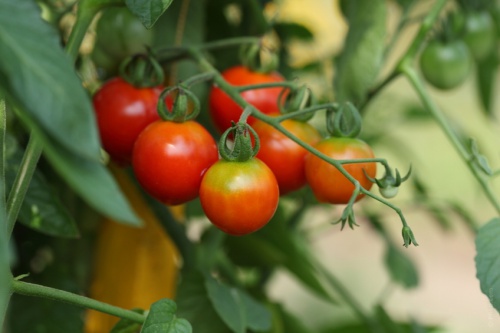 Tomaten