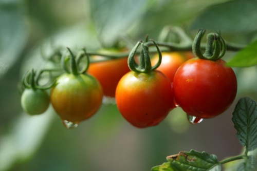 Tomaten