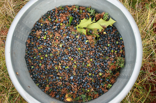 Wacholderbeeren gegen Mundgeruch