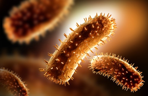 Naturmittel zur Stärkung der Abwehrkräfte Naturmittel zur Stärkung der Abwehrkräfte