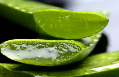 Aloe Vera für deine Haare