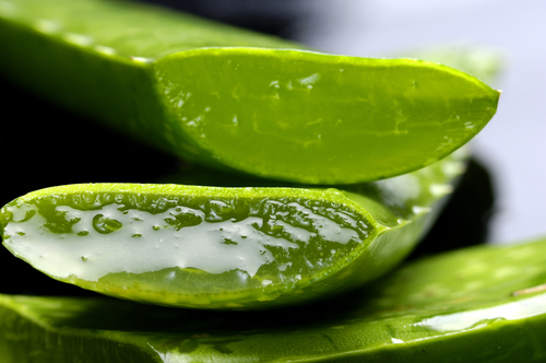Aloe-vera
