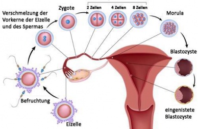 10 Lebensmittel zur Steigerung der Fruchtbarkeit