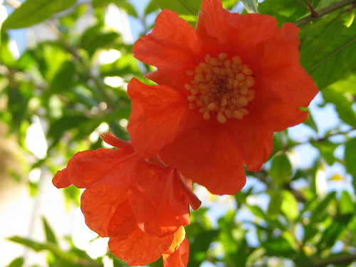 Granatapfel-Blüte