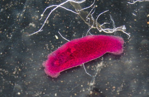 Wie man Parasiten natürlich vorbeugen kann
