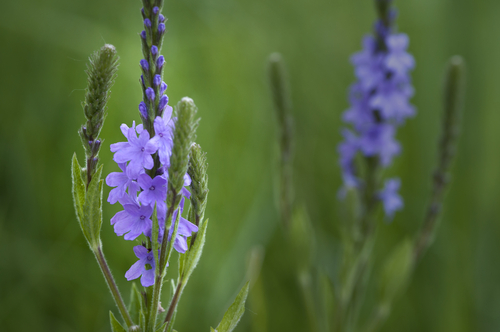 Verbena-Hastata
