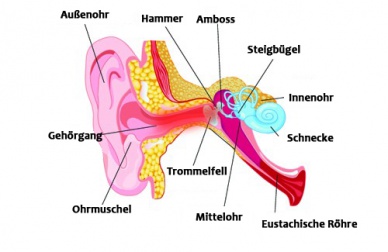 Ohrenschmerzen - natürliche Heilmittel