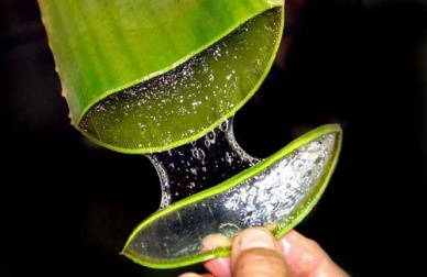 Wie kann Aloe Vera bei Verstopfung helfen?