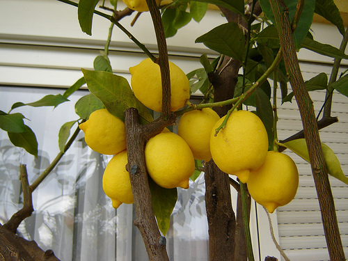 Zitronenbaum