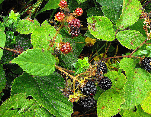 Brombeeren