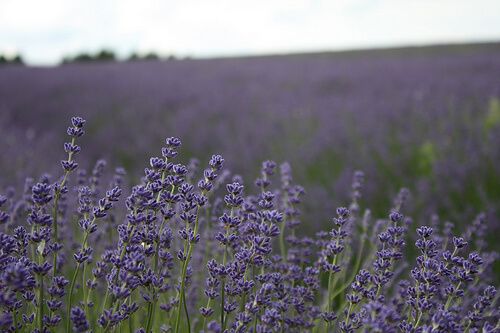 Lavender can be used in soap, aroma therapy, spices etc. Beautiful plant, loved by women