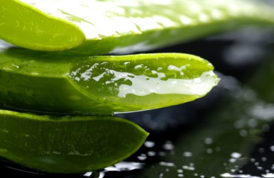 Aloe Vera - wundheilend und erfrischend
