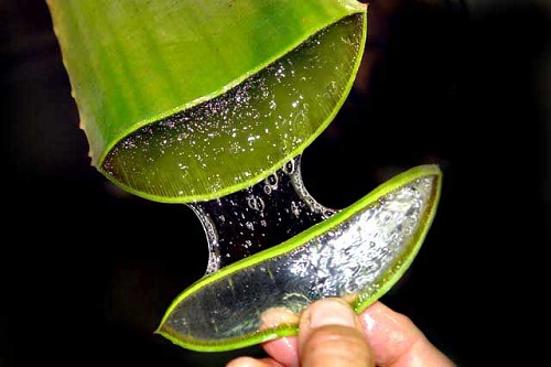 Eigenschaften der Aloe