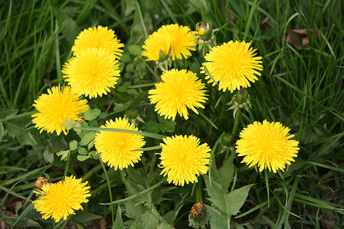 Löwenzahnblüten