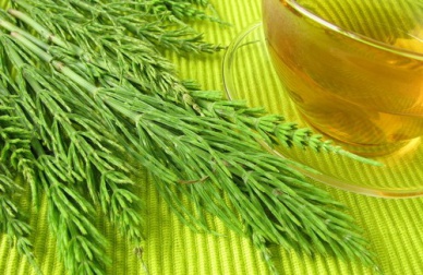Naturheilmittel Schachtelhalm - Eigenschaften und Anwendung