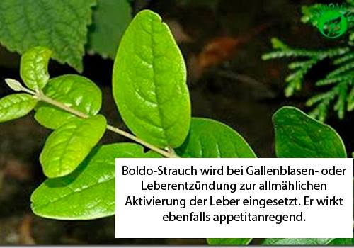 Boldo-Strauch