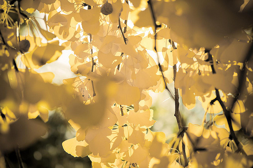 Ginkgo-Biloba-Javier-Corbo
