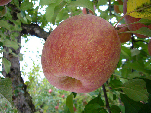 Apfel