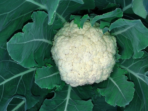 blumenkohl