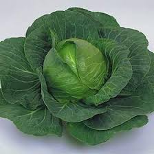 kraut