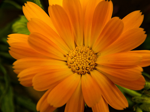 ringelblume