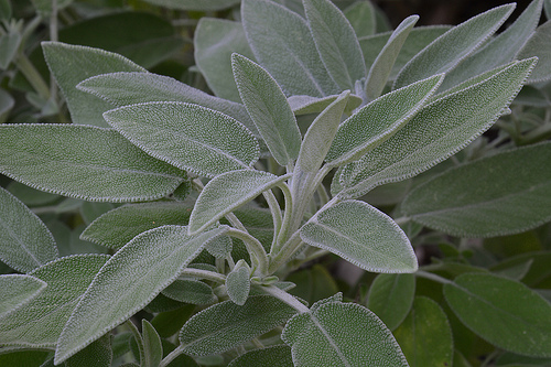salbei