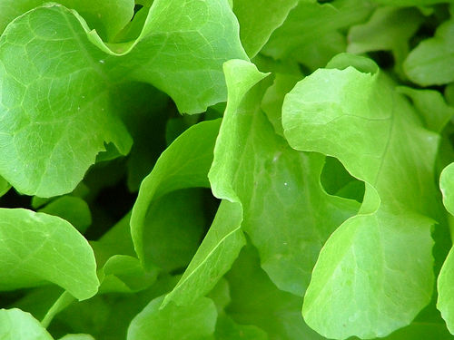 Salat gegen Osteoporose