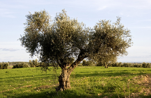 olivenbaum