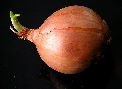 zwiebel