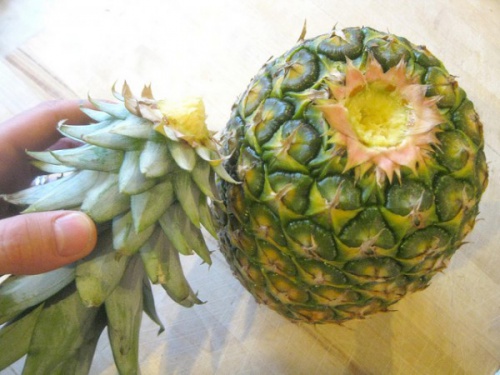 Ananas