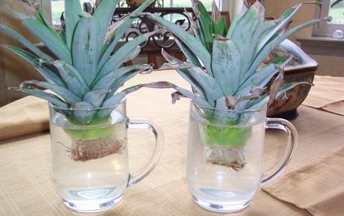 Ananas-Wasserglas