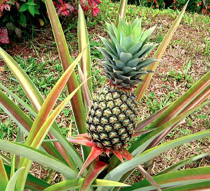 Ananas-pflanzen