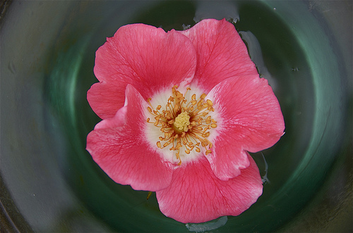 Rosenwasser für natürliche Düfte