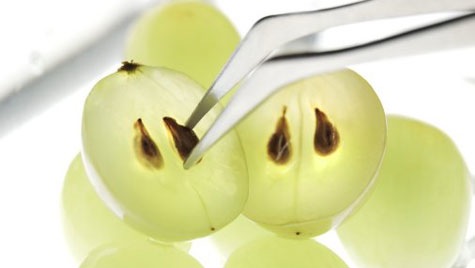 Weintrauben enthalten Antioxidantien