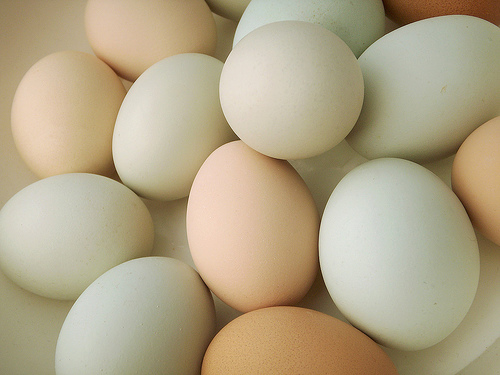 eier