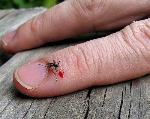 insekten