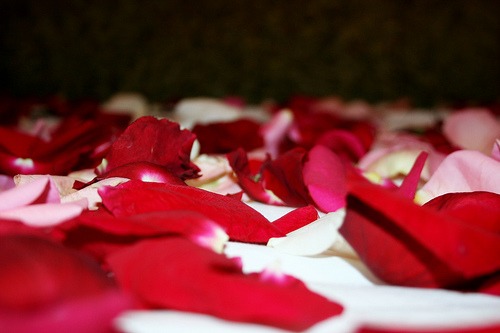 Rosenblätter