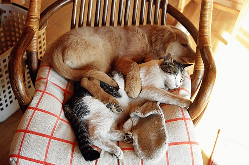 Hund und Katze sind beste Freunde