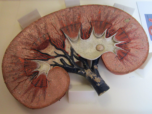 Modell einer Niere