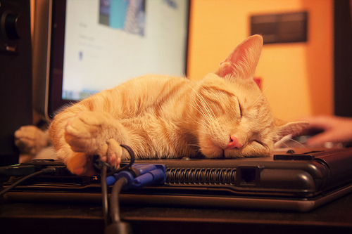 Katze schläft auf Laptop